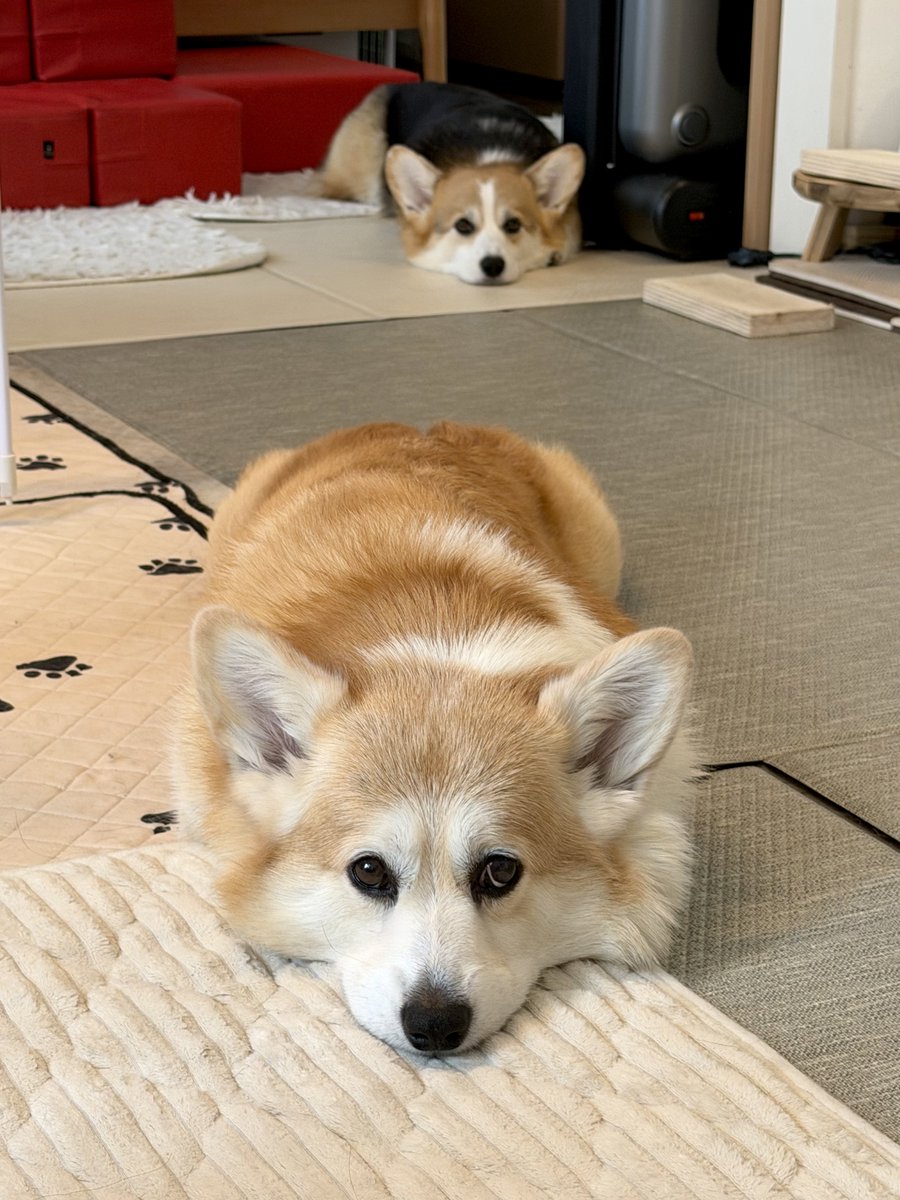 elmoelmodog's tweet photo. まっすぐ💖💜
マズル短いね...

#コーギー
#コーギーのいる暮らし https://t.co/NOGy6RAjJi