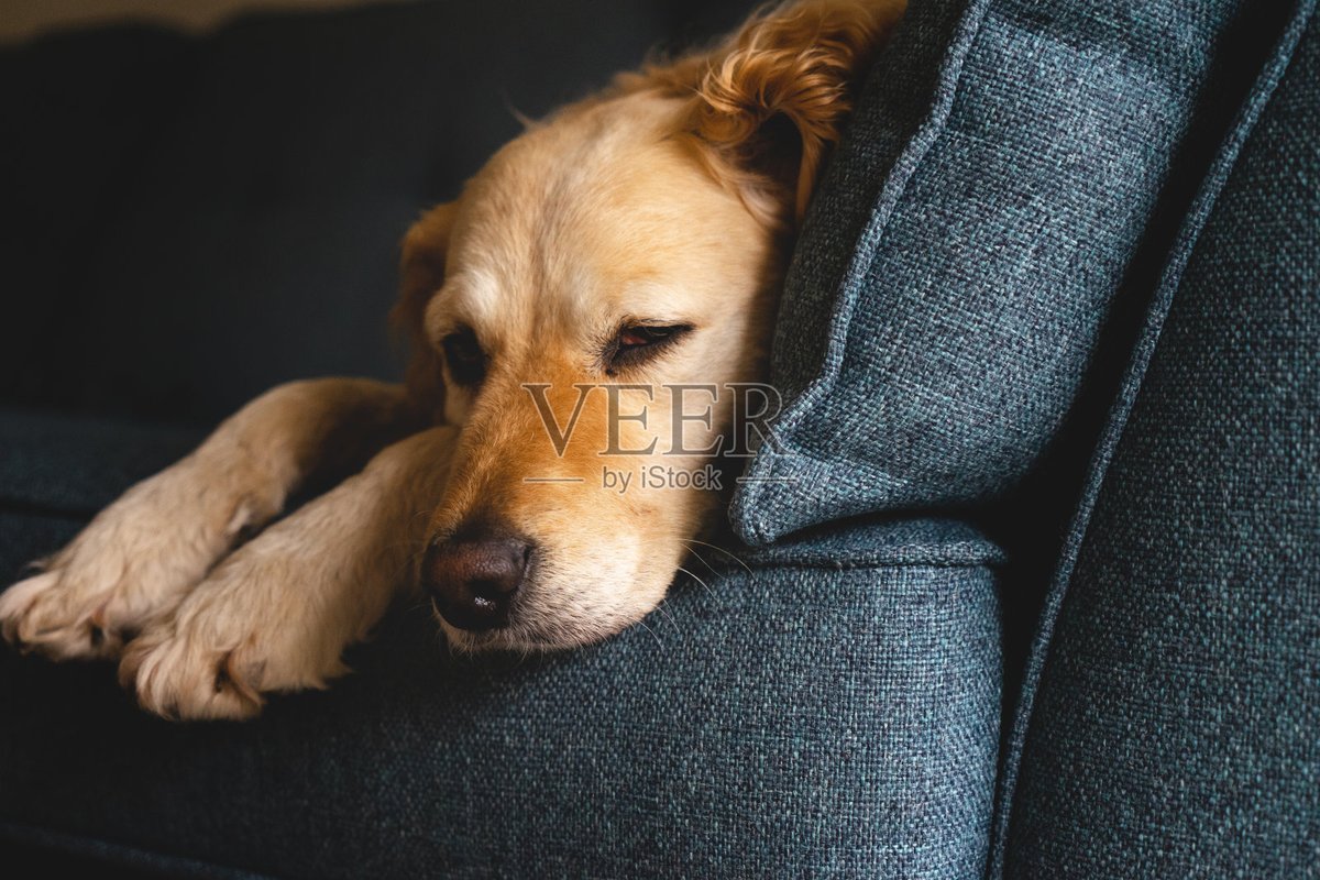 madi7soncha2rl's tweet photo. This golden retriever spent the whole evening cuddling with its sleepy owner on the sofa — the warmest, coziest little night ever. https://t.co/LUIe4Its5p