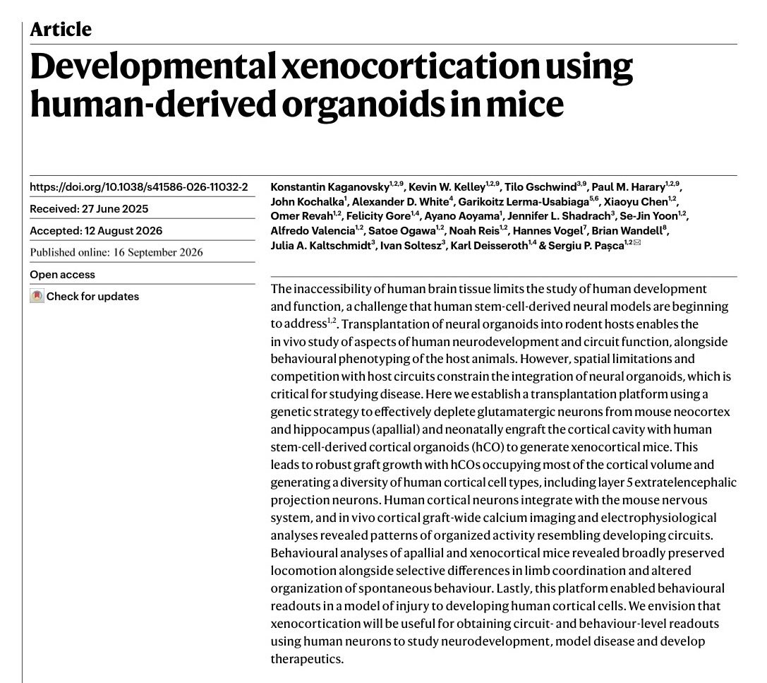 Sergiu_P_Pasca's tweet photo. Our latest article on #xenocortication using neural organoids is in @Nature this week https://t.co/ZFuuzzmoRP