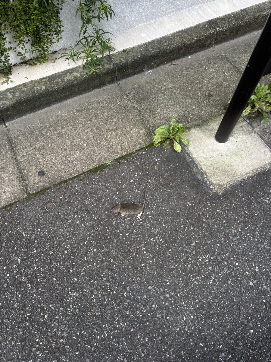 moriuchich's tweet photo. 歩いてたら死にかけ？のネズミいてびっくり https://t.co/B8TaOyXVgB