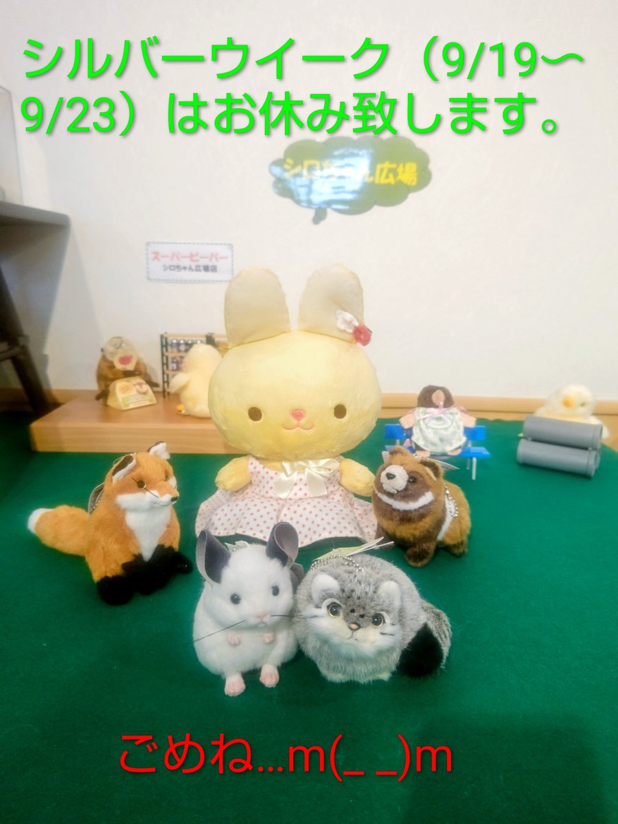 ystk_shiroi's tweet photo. シロちゃんです！今週末からのシルバーウイーク期間中（9/19〜9/23）はお店も休業します…ごめんね…m(_ _)m9/24（木）に元気に会えるの楽しみにしてるね！😉＃吉徳 ＃白井店 ＃ぬいぐるみ ＃ぬい撮り https://t.co/ozxtNfbekL