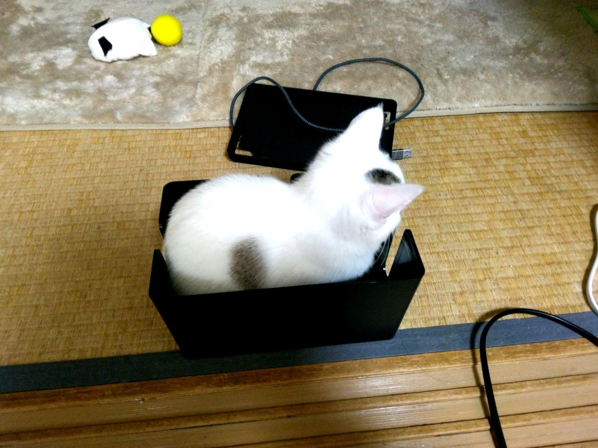 taiyoff's tweet photo. うちのぱやも可愛かったね… https://t.co/VrIQJy8IVg