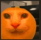 Gus2TheMoon's tweet photo. @OnetyOnet @N0VAST4R_ these r the original photos i worked with when i was making all my fruits but i have no idea how to get the original cat image HWAHAHA https://t.co/qYy4x9j0dS