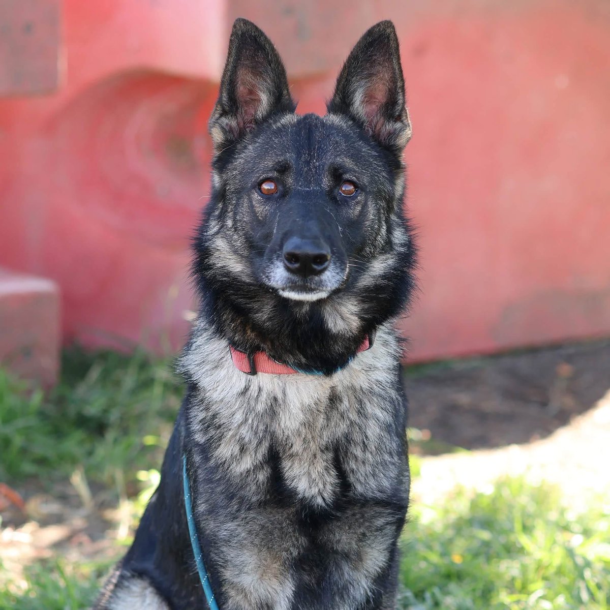 luv2laugh12's tweet photo. Please can anyone save Jenny?🙏
Such a beautiful dog! 
She’s been added to the red list at Stanislaus Animal Services Agency in Modesto, CA! They have her set for 💉on Wednesday 9/23 at 6:30 a.m.😳

Jenny is only 2 yrs old!, 53 lbs. Per the shelter notes, she is playful and social with both male & female dogs in the dog playgroup. 
She has only been at the shelter for 18 days.
ID number in first comment.