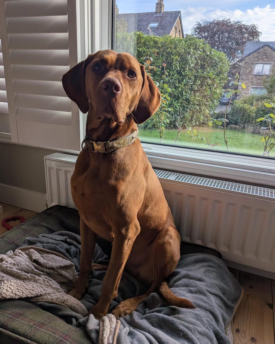 KizzyEastep7's tweet photo. Foster came in today for his six-monthly check-up with the nurse—and it turns out it’s also his sixth birthday! 🥹

Happy 6th birthday, sweet Foster! https://t.co/czrZlHclMB