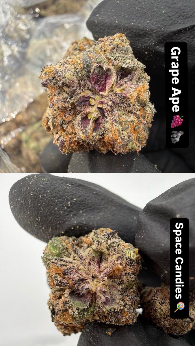 TwoFoeExotics's tweet photo. #Chicago Hit Me Don’t Miss Me 🍃📲 https://t.co/RmnSFQOPe6