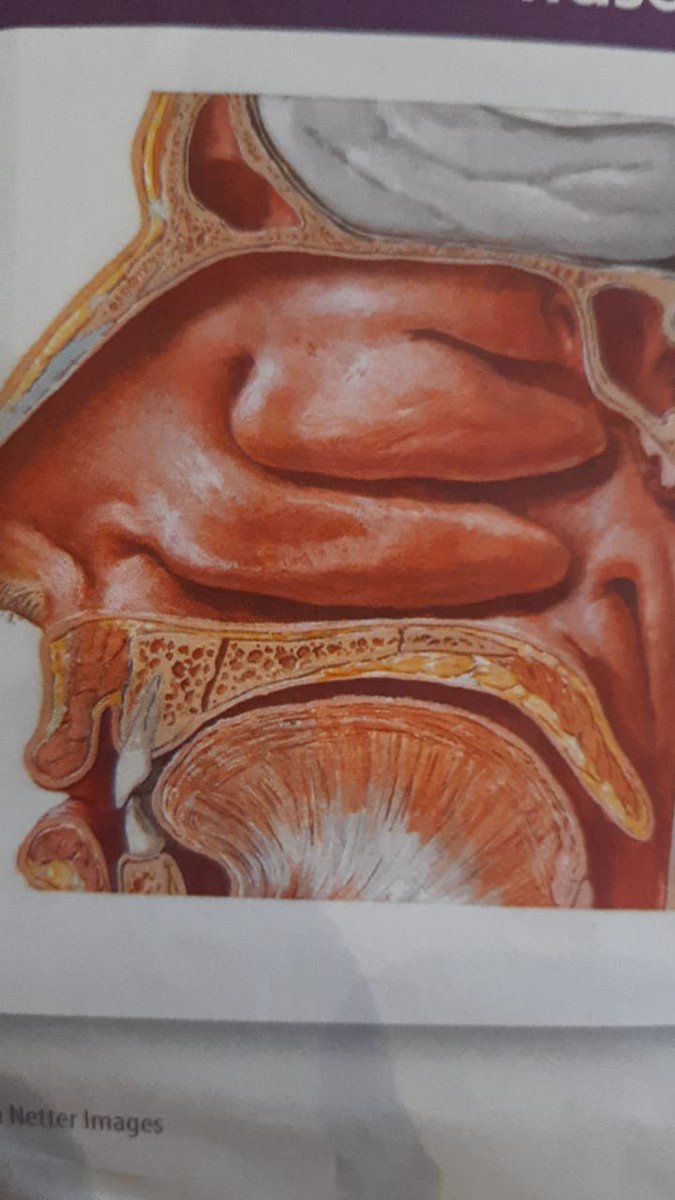 motherayas's tweet photo. Please help. My mom is still in hospital and we can’t settle the bills. 💔
Her first septum surgery didn’t fix it. The middle still needs to be built up, the passages were left open, and air or dust causes constant pain and trouble breathing. She needs a revision and we are behind on the account.
If you can’t donate,  pls share.