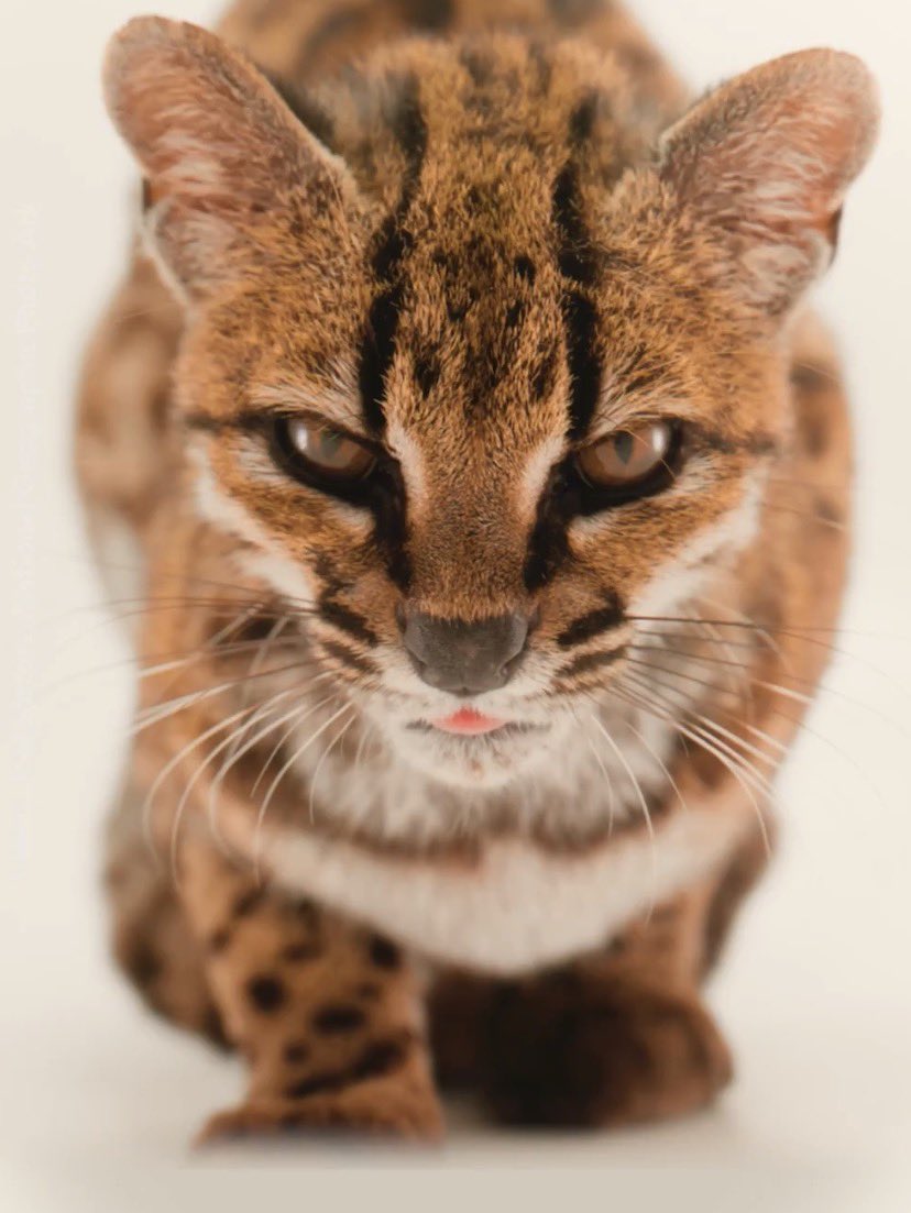 kennaabug's tweet photo. new cat species discovery and shanebug oh my joy https://t.co/7YROmWUucJ