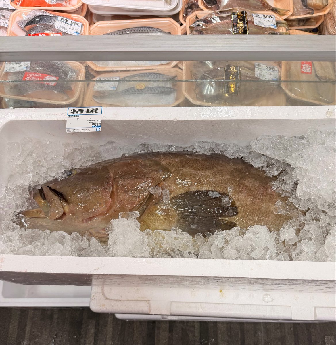 yamatora_13's tweet photo. 本日高級魚クエが入ってます！
1匹限り限定販売です！ https://t.co/42SQdp7Xwa