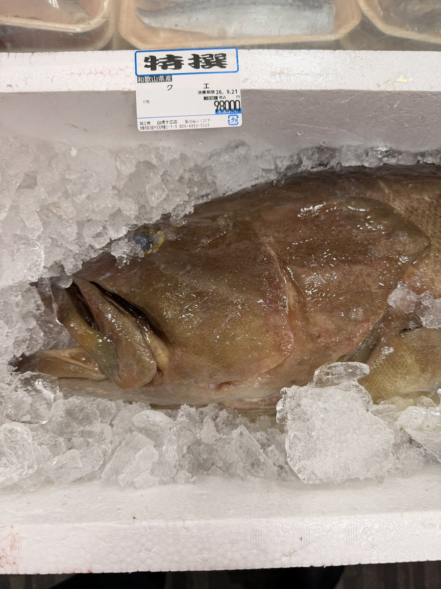 yamatora_13's tweet photo. 本日高級魚クエが入ってます！
1匹限り限定販売です！ https://t.co/42SQdp7Xwa