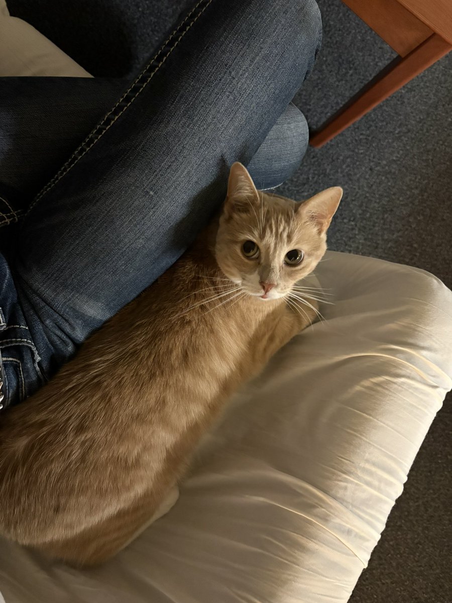 venisnotonfire's tweet photo. met my gfs cat for the first time today and she wont stop looking at me like this when were alone https://t.co/vVCkSnV1p5