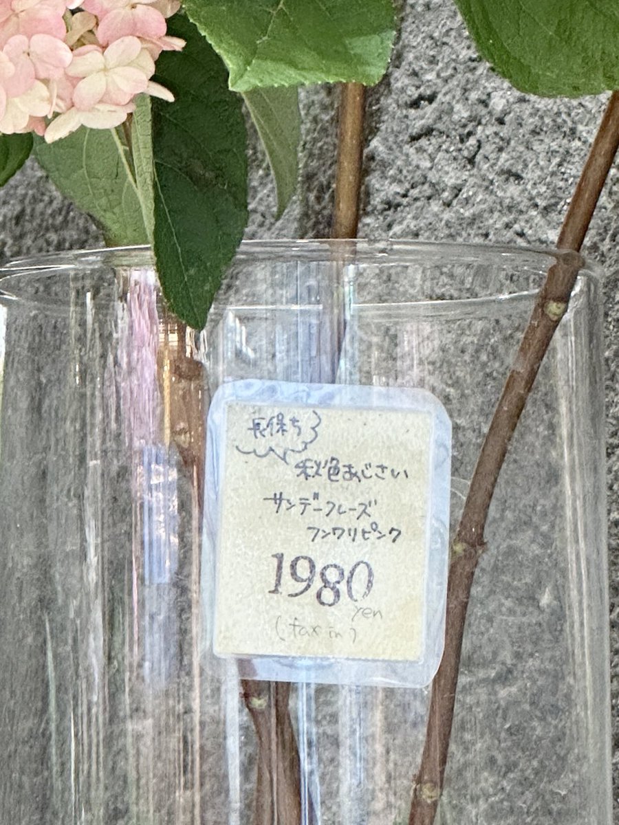 mana_design__'s tweet photo. ＼ 気付いたら金曜日🏃‍♀️💨 ／

秋の紫陽花と言われるものが
この世にあるんですね😍(昨日知りました)

色味とフォルム(💐紫陽花大好き)
が可愛すぎてお持ち帰りしました🏠♡🍂

(名前も可愛すぎる🤣🤣♡)

他に合いそうなお花も見繕って
自分にプレゼント〜🎁💐

長持ちするらしいので
家時間がまた幸せになりそうです🥰🏠

本日も頑張りましょう〜👩‍💻✨
