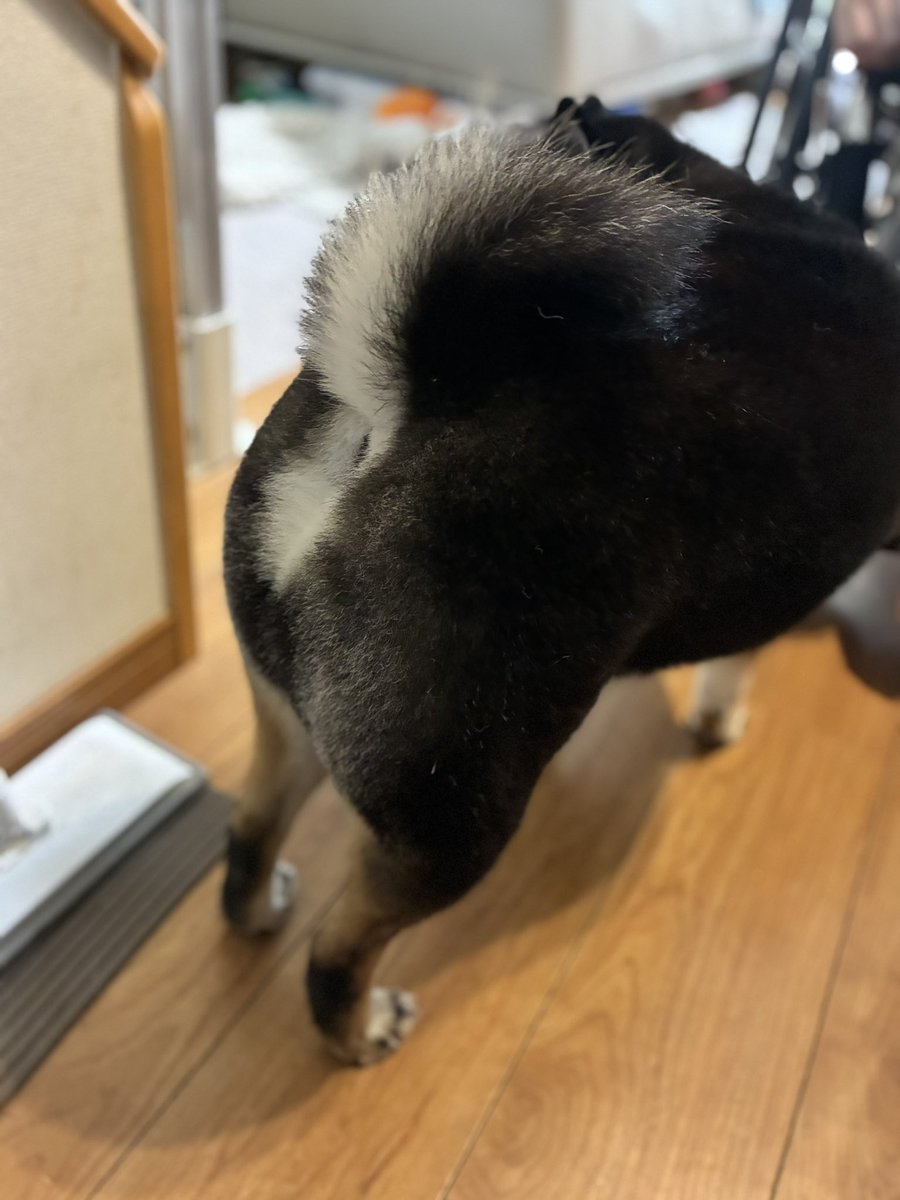 ymt0623's tweet photo. おはようございます☀️

今日も素敵な桃尻です🍑✨笑

#柴犬 #犬好きさんと繋がりたい #shibadog #柴犬のいる生活 #柴犬のいる暮らし #柴犬のいる幸せ #柴犬を崇めよ #イッヌ #愛犬 #黒柴 #赤柴 https://t.co/0RhmmqHzQx
