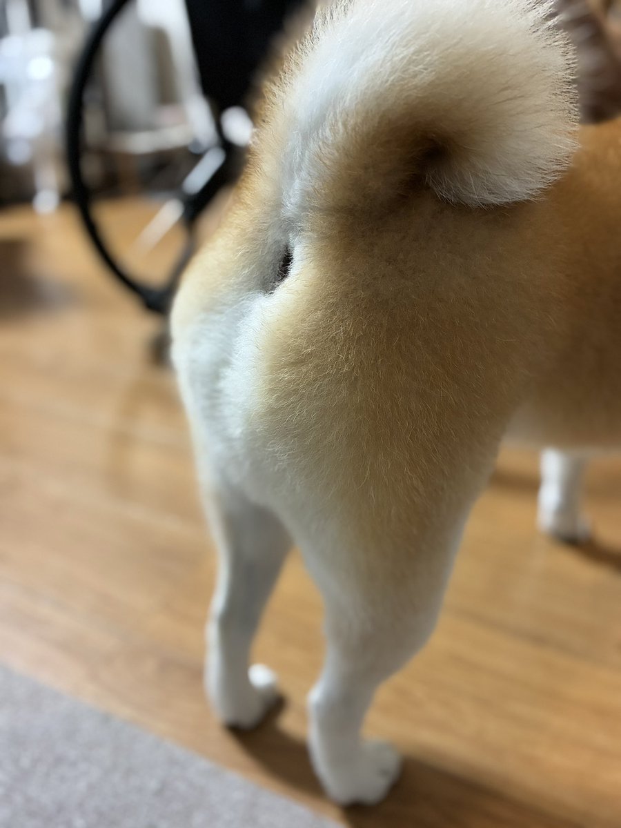 ymt0623's tweet photo. おはようございます☀️

今日も素敵な桃尻です🍑✨笑

#柴犬 #犬好きさんと繋がりたい #shibadog #柴犬のいる生活 #柴犬のいる暮らし #柴犬のいる幸せ #柴犬を崇めよ #イッヌ #愛犬 #黒柴 #赤柴 https://t.co/0RhmmqHzQx