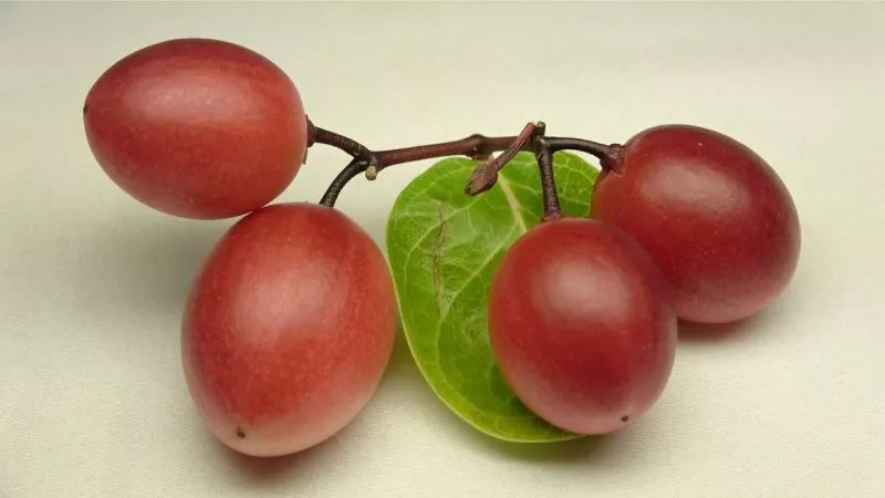 iBiebsCookie's tweet photo. Just tried the new organic cherry tomatoes from the local farm ! Super juicy, sweet, and packed with flavor—no bland aftertaste at all. Perfect for salads or snacking straight up. 10/10 would repurchase! https://t.co/mUw8c4p8To