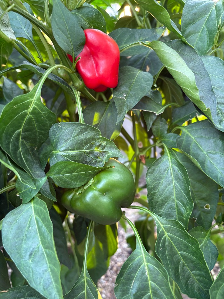 toughvarrier's tweet photo. タイトル
「家庭菜園」
コメント
「今年も夏野菜のピーマンがたくさん収穫できました。」

#夏の思い出 #フォトコンテスト #家庭菜園 https://t.co/VC8kMHpNse