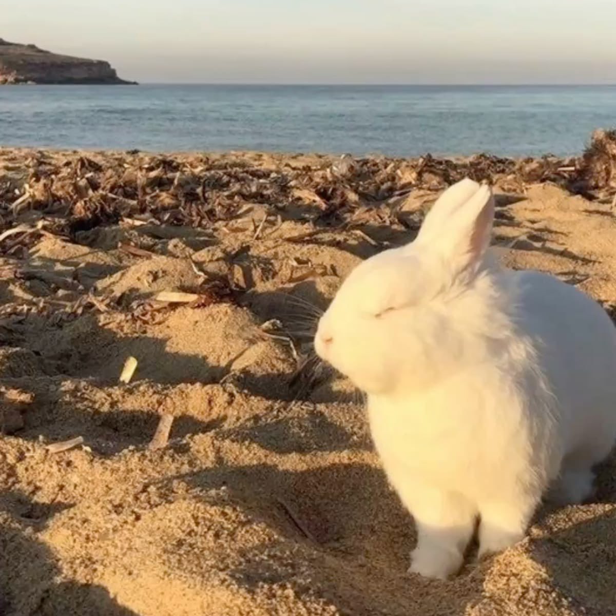 flutterbunbun's tweet photo. #healing https://t.co/xGtE606hHO
