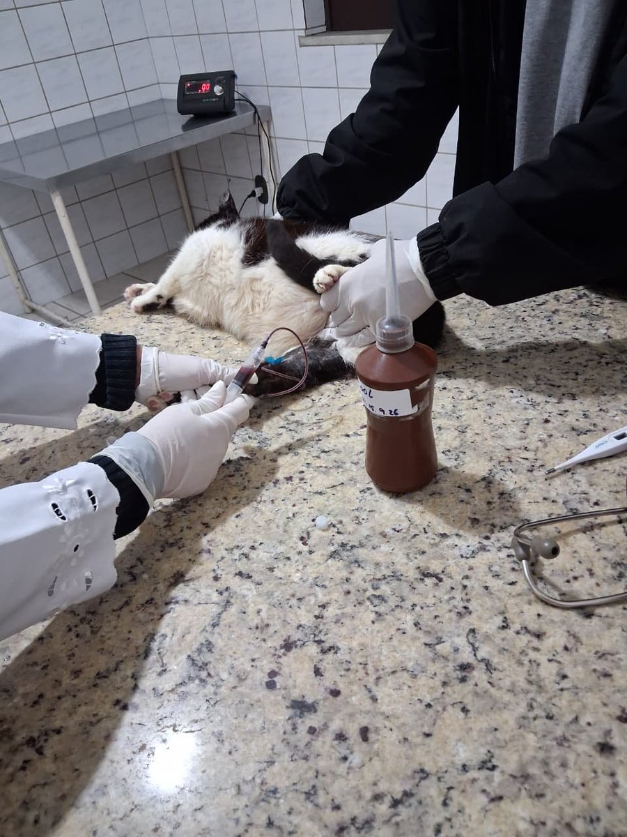 __SabrinaOliver's tweet photo. Boa noite vou resumir esse é o meu gato billy devido á um gato que jogaram aqui pra morrer e veio a obto contraiu em meu gato uma leucemia ( filv e felv ), esporotricose, e estou sem custeaçãoes necessárias para dar quantinuidade ao tratamento, já gastei não tenho mais. https://t.co/8iQYbT445N
