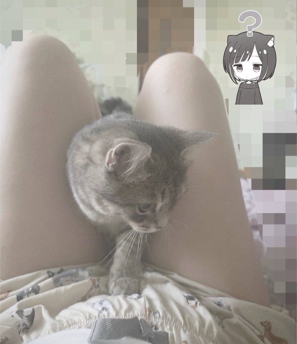 dollchocola's tweet photo. 😼 https://t.co/7UjMbZvLoC
