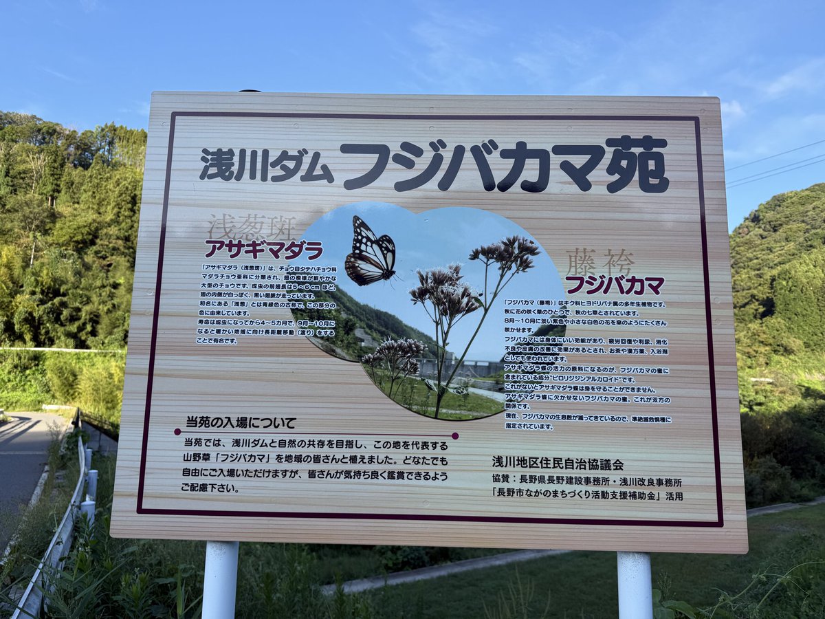 takechan8873's tweet photo. お早うございます。
今朝の浅川ダムです。フジバカマ苑のアサギマダラの飛翔、昨日、４匹確認しました。これから10月初旬まで見れると思います。 https://t.co/lZz0Mvi7tS