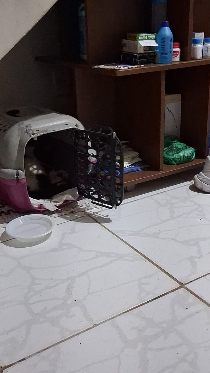 __SabrinaOliver's tweet photo. Boa noite vou resumir esse é o meu gato billy devido á um gato que jogaram aqui pra morrer e veio a obto contraiu em meu gato uma leucemia ( filv e felv ), esporotricose, e estou sem custeaçãoes necessárias para dar quantinuidade ao tratamento, já gastei não tenho mais. https://t.co/8iQYbT445N
