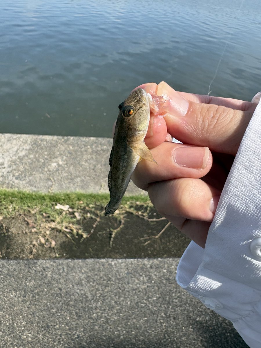 caland48's tweet photo. 水曜日、カラオケに行って、木曜日温泉に浸かってかき氷を食べて、弓を引いて、今日はハゼ釣りしてる https://t.co/xI3hww0YB5