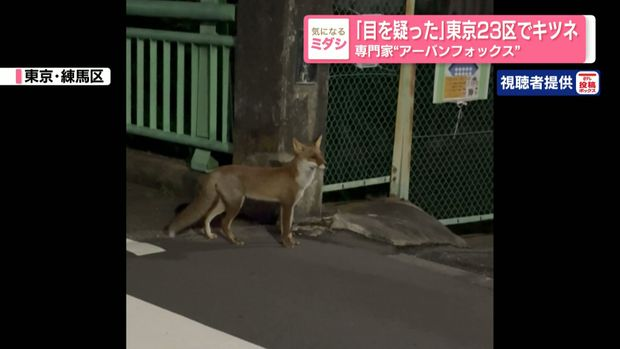 livedoornews's tweet photo. 【専門家も驚き】練馬区でキツネ目撃、「アーバンフォックス」か
https://t.co/y9Jab1PIOz

専門家は「驚きました」と話し、「北多摩地域で定住してきたと思ったらあっという間に23区内で記録されるようになった」と話した。感染症を持っている可能性もあるため、見かけても近づかないなど注意が必要。 https://t.co/lb5a8NFKVp