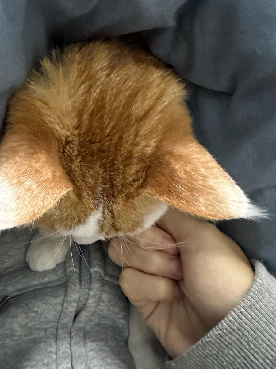 terry_abby20732's tweet photo. Nothing beats coming home to a wagging tail and purrs that feel like a warm hug—pets turn ordinary days into something magical.， https://t.co/gQfs4oJwOl