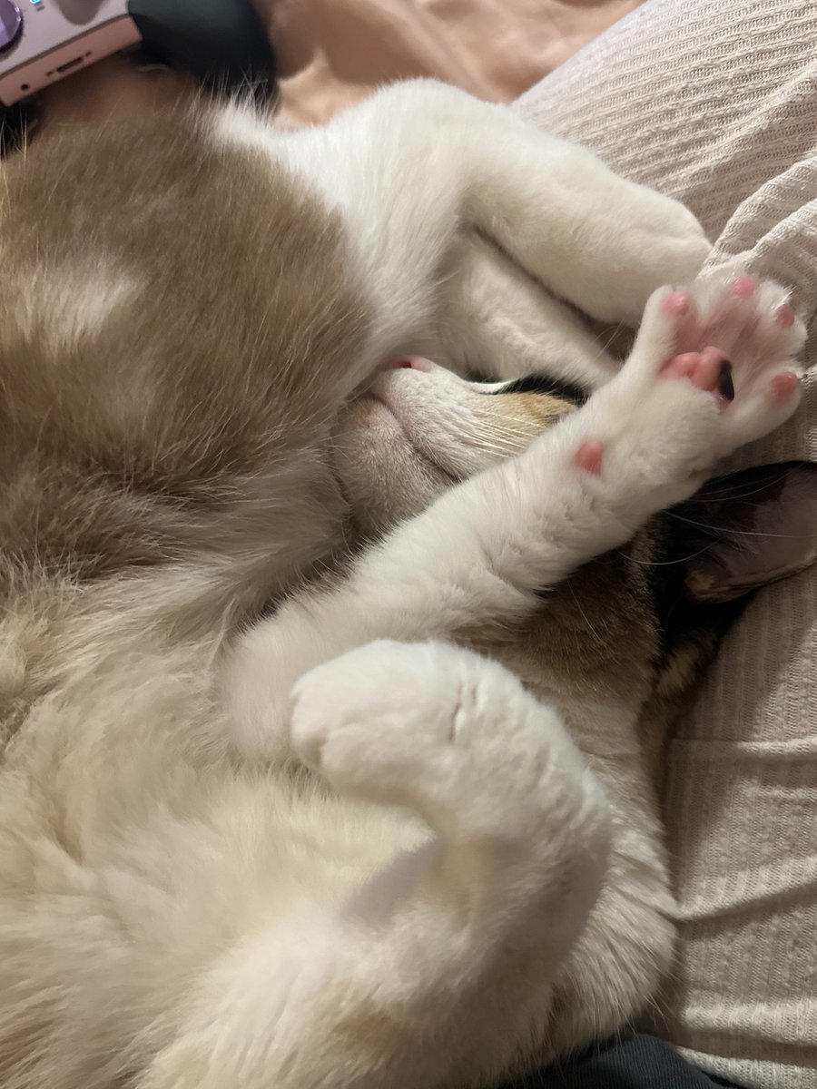 AlyNichelle's tweet photo. This is my Fur Baby https://t.co/s44ngZq5BD