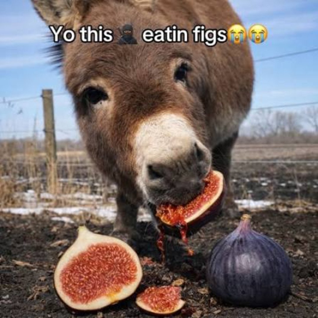FayWylder's tweet photo. Ts so funny I might d- https://t.co/fwPASSPKPb