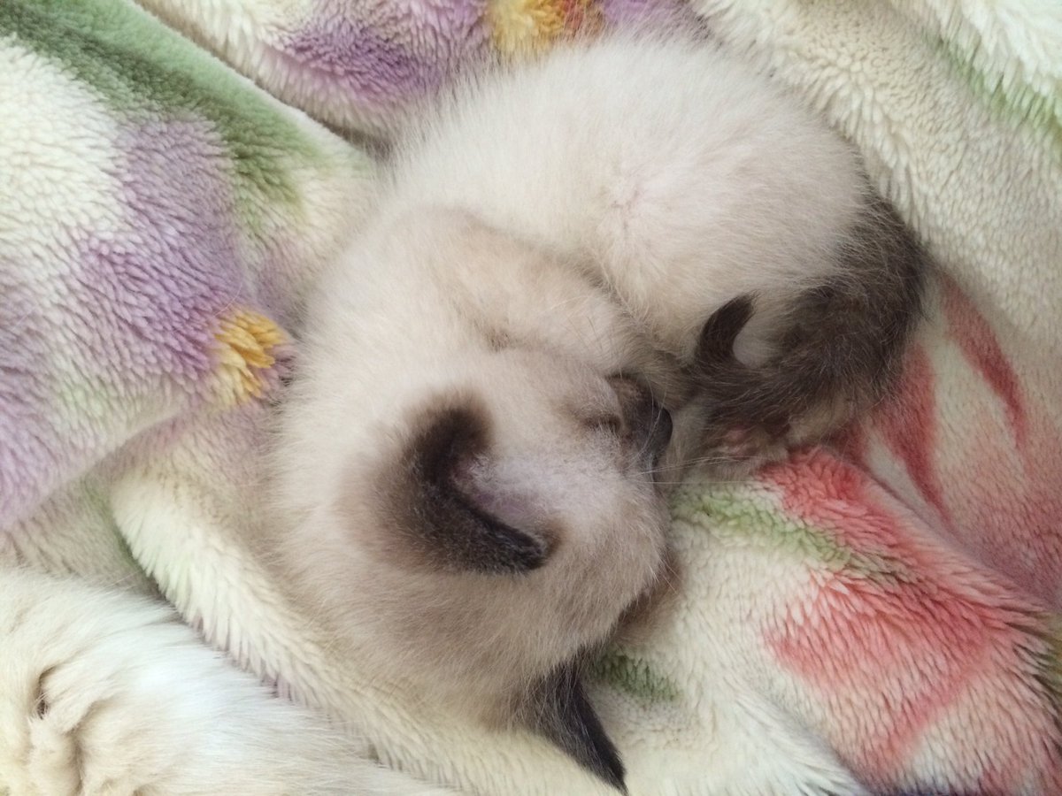 worldchanger_mk's tweet photo. ぱやぱやでぽんぽこりん🐱 https://t.co/ZwNmOa5nMf