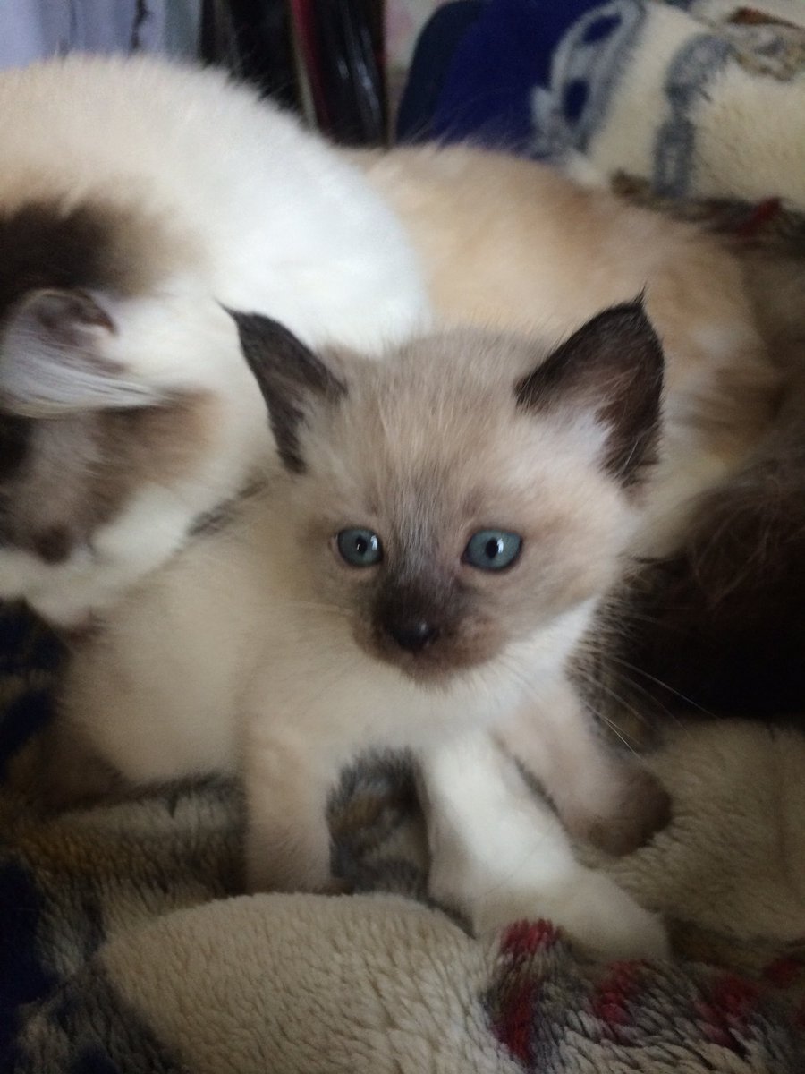 worldchanger_mk's tweet photo. ぱやぱやでぽんぽこりん🐱 https://t.co/ZwNmOa5nMf