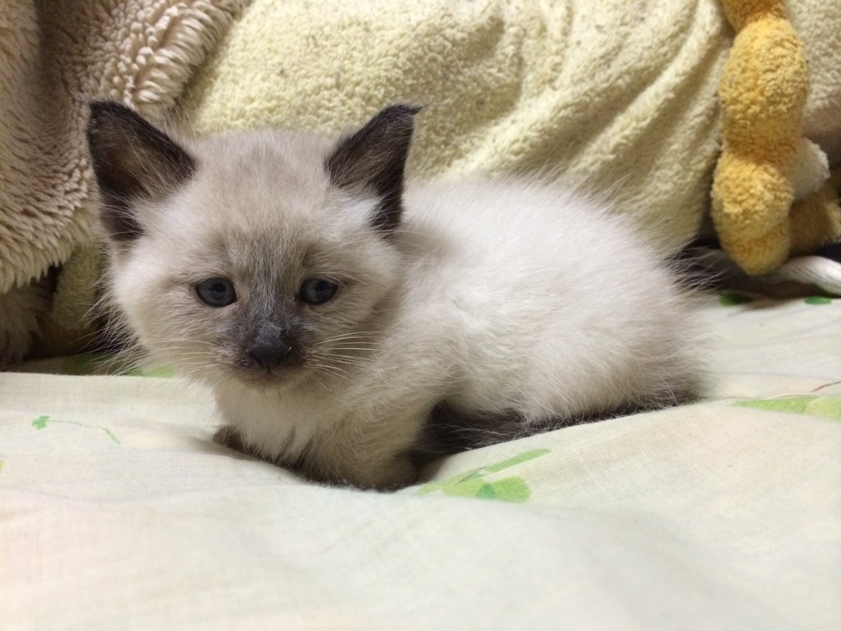worldchanger_mk's tweet photo. ぱやぱやでぽんぽこりん🐱 https://t.co/ZwNmOa5nMf