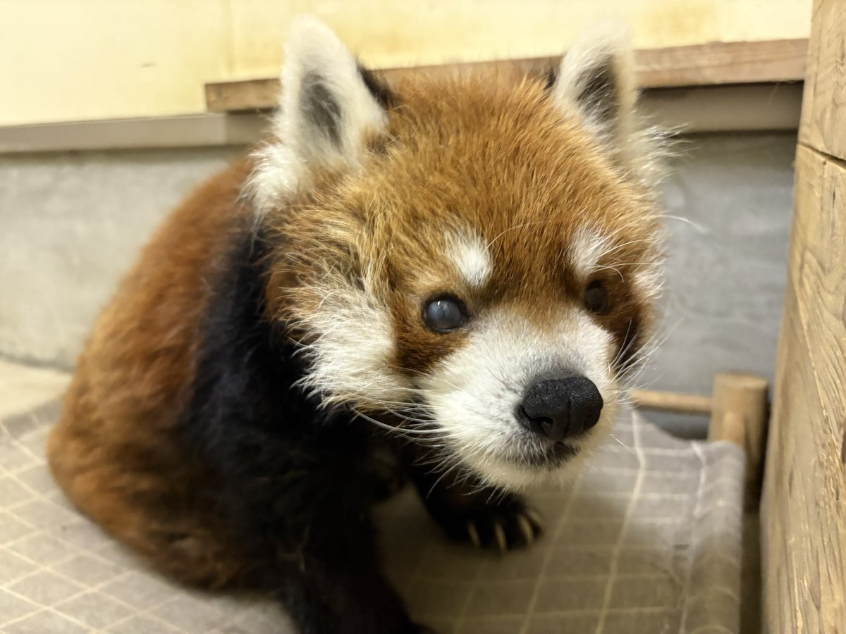 ChibaZoo's tweet photo. 過ごしやすい気温です。今日の風太は外に出れるように扉を開けています。出るかどうかは風太の意志を尊重していますので、ご理解ください。(飼ⅰ)
#千葉市動物公園　#レッサーパンダ https://t.co/SSq7sMRS7Q