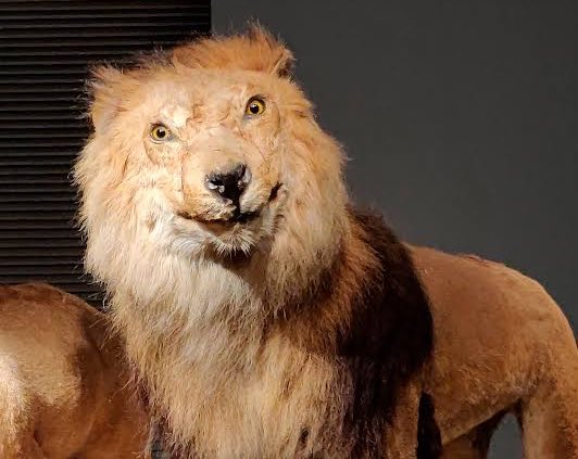 PickCristianRey's tweet photo. Los putisimos Lions hoy: https://t.co/Wv1e2UNf9C