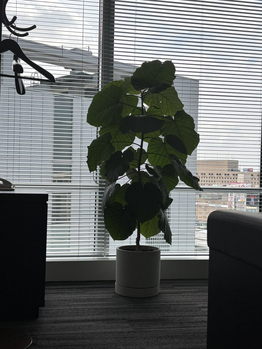 mamenov's tweet photo. 今日も植木が元気
自分の身長に近づいてきた https://t.co/8oOIu8JYwU