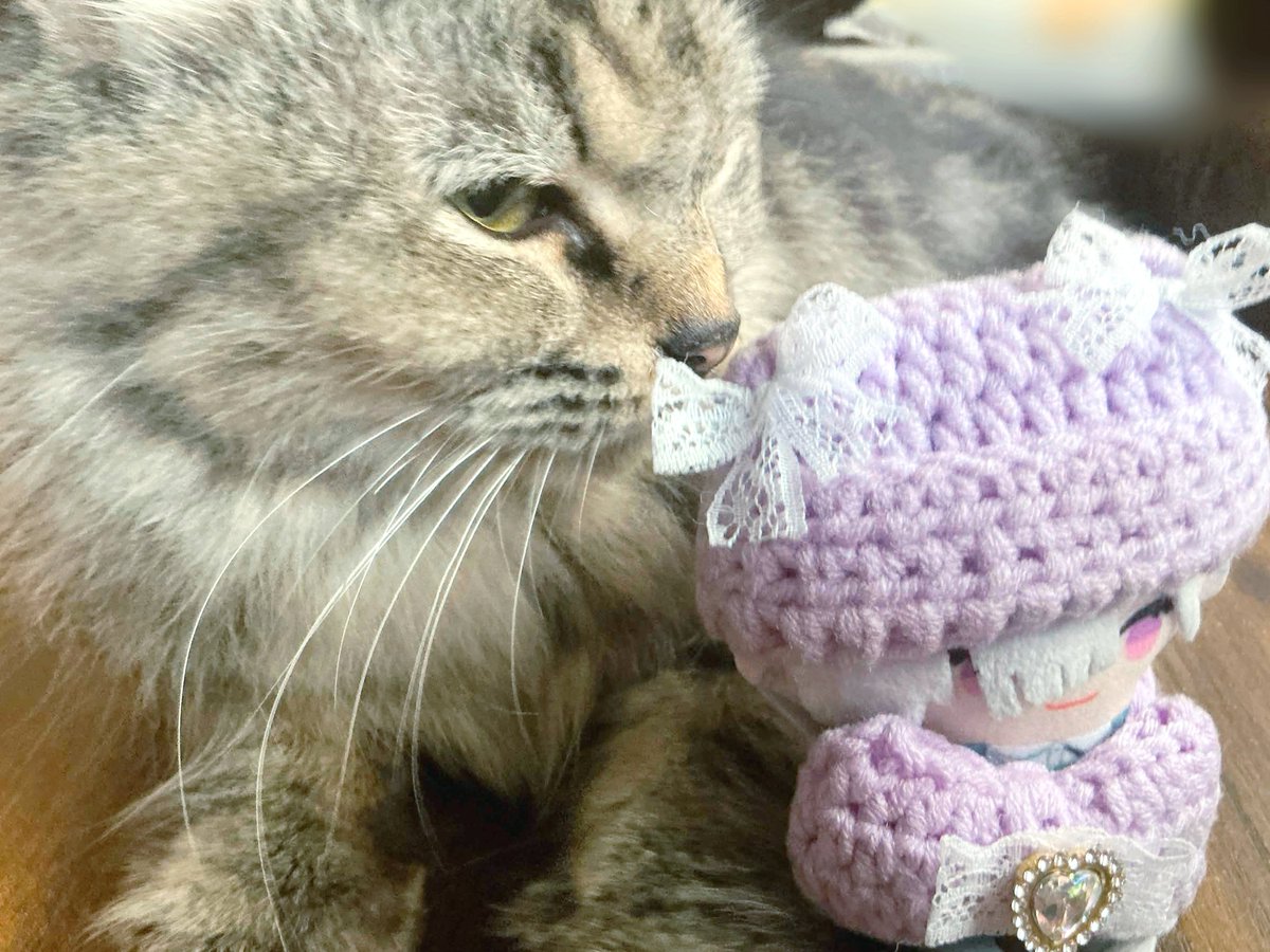104kaiwai's tweet photo. 猫カフェ行った時に、この猫はいすみゃぱぺをマジ気に入るそ。。。🐾
#いすみいいこ https://t.co/bOz5B5HEUK