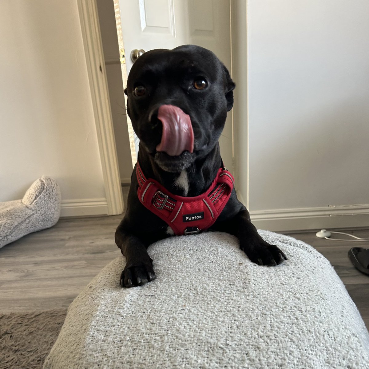k9Hottie's tweet photo. K9 knotting goals: swollen, stuck, overflowing, and addicted 😏💦 say Hi on TELE @⛓️‍💥https://t.co/htAhK5A3OO 
 🔥 if this comic hit different.

#artofzoo #k9 #k9girl #ziiphilia  #dogwoman #knottygirl #US
#k9 #canine  #knotting #dogslut #whore #horny #zoopride https://t.co/k5JwhCxbow