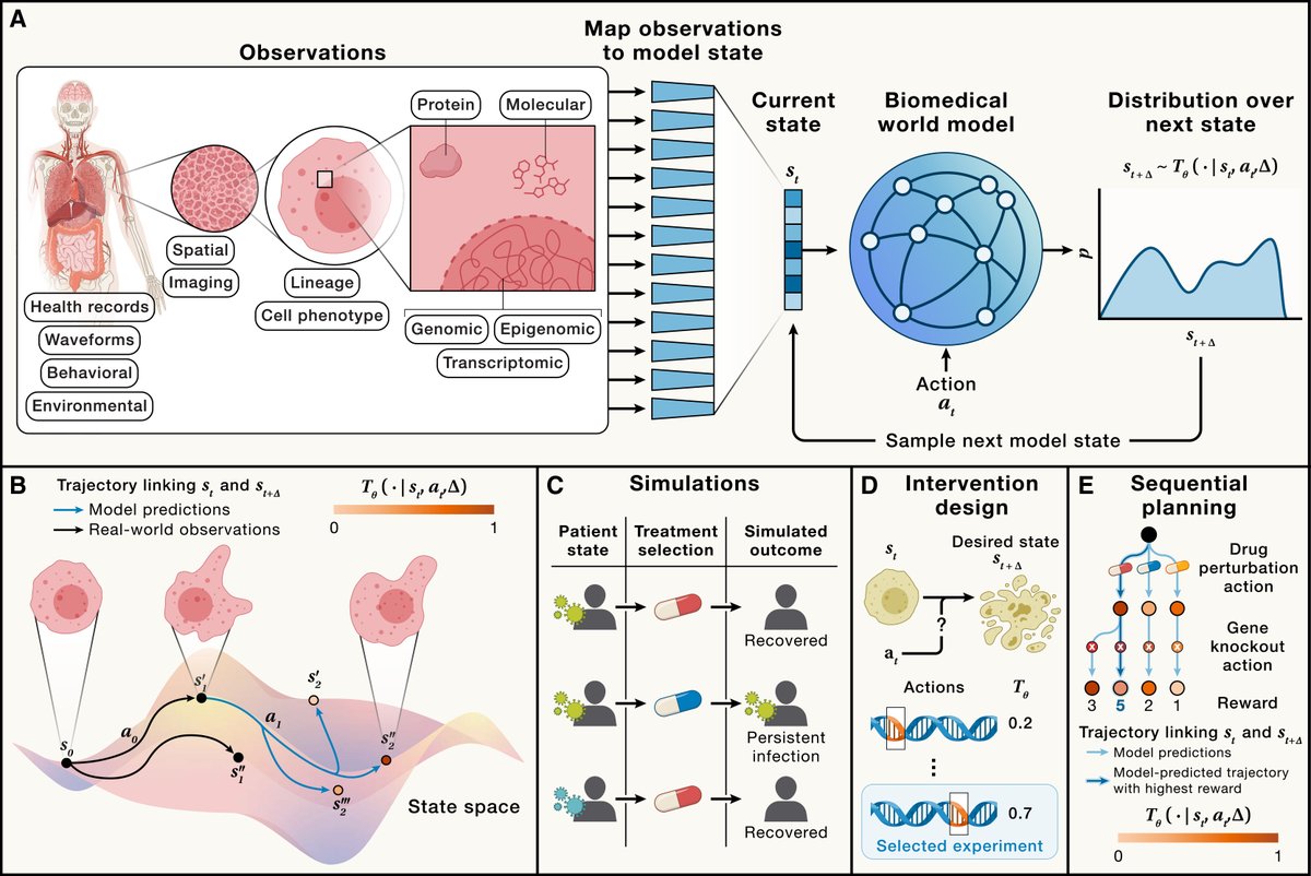 ayushnoori's tweet photo. Simulating the consequences of an experiment before running it is a holy grail of AI for biology. How can we get there?

Our new paper, “World models for biomedicine,” which I led together with @njwfish, is out now in @CellCellPress’s special issue on AI in biology. We explore how biomedical world models could help scientists navigate the enormous space of possible biological interventions. In principle, they could:

🧪 Simulate how biological systems respond to interventions never previously tested

🎯 Search for interventions that drive cells, tissues, or patients toward desired states

🧭 Plan experimental campaigns over long time horizons

🤖 Power autonomous, closed-loop AI scientists

However, realizing this vision requires much more than calling a model a “world model.” What exactly defines a biomedical world model, and what capabilities distinguish it from related models? Where do today’s models already show promise, and where do they fall short? What new data and architectures are needed? What evaluations would demonstrate that a world model works?

We tackle these and other questions in this latest paper from @marinkazitnik's lab: https://t.co/musHiEcHMp

More below 🧵👇🏽 1/8
