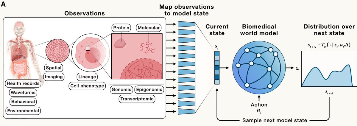 marinkazitnik's tweet photo. Excited to share that "World models for biomedicine" is out in @CellCellPress, by stellar @ayushnoori @njwfish @AdaFang_ Lukas Fesser

https://t.co/Eqq4pkDuWf

In AI, a world model represents the state of a system and simulates how it evolves under alternative actions

Game agents and robots use world models to test actions internally before executing them

We ask what world models mean for biology, from molecules to cells, tissues, and patients

A biomedical world model maps observations across modalities to a model state, takes an action (a drug, a knockout, a change in culture conditions), predicts a distribution over next states, and continues simulation from its own predictions

What data and evaluations do we need to make this possible?