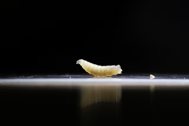 Bella_Miller34's tweet photo. The U.S. confirmed a case of New World screwworm in a horse in New Mexico on Thursday, as the federal government prepared to ​resume imports of Mexican livestock into the state after blocking trade ‌in an attempt to keep out the flesh-eating parasite. https://t.co/WyTtdLMOsU