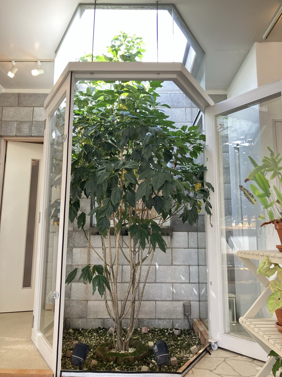 yoki_in's tweet photo. 久々の晴れ間☀️
いつの間にか、2代目カクレミノが建物の高さを超えてました😆

どこまで大きくなるのか楽しみです😊

佐藤 https://t.co/QYt5gRanJa