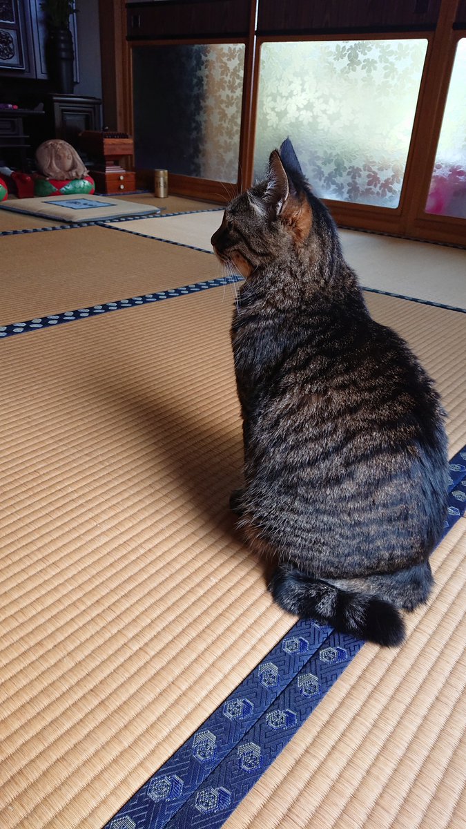 mewmew_mac_o's tweet photo. うっ、今日もなんとなくそこに居るの可愛いな… https://t.co/RaZChhJgQL