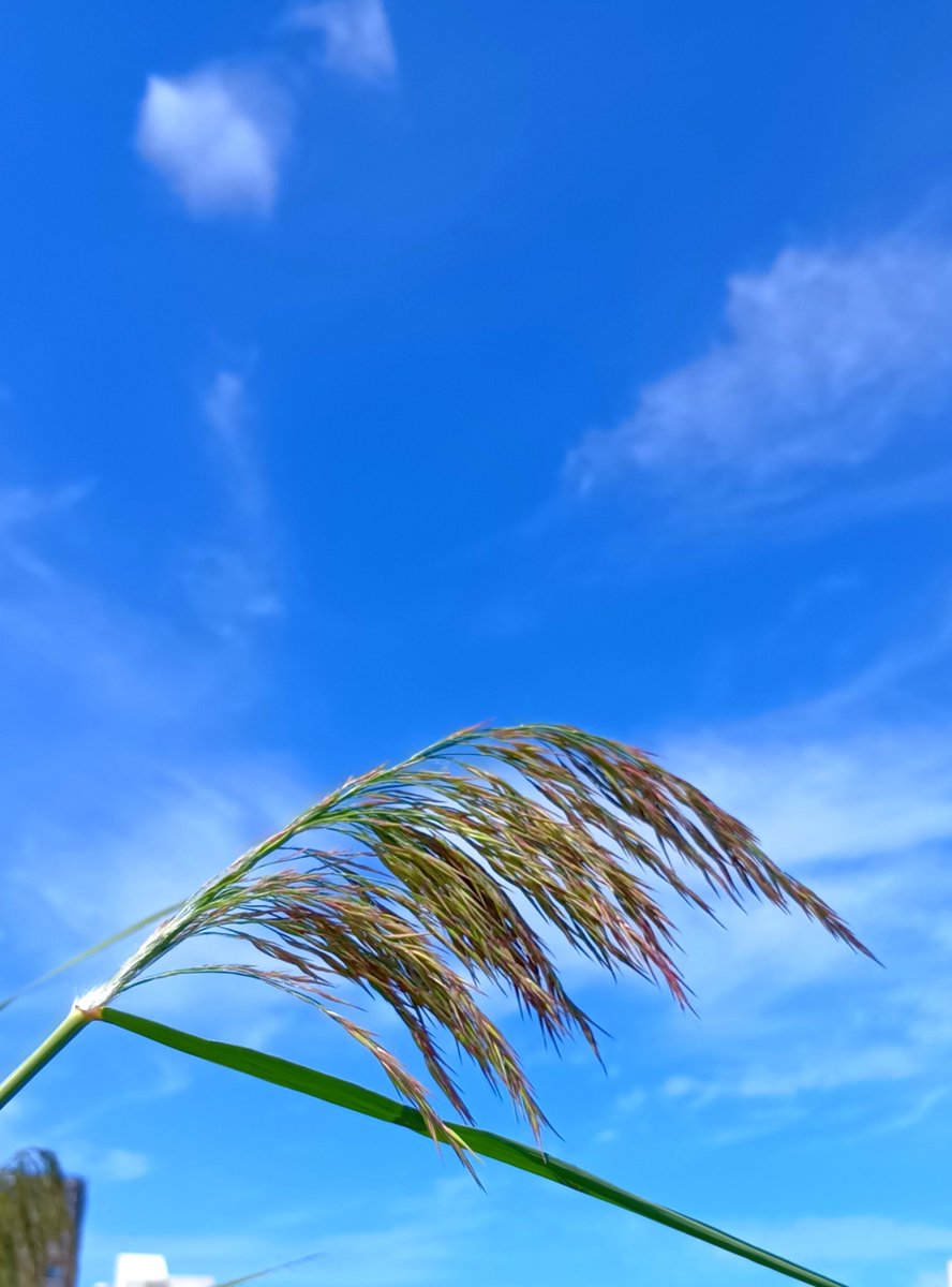 kannojou's tweet photo. 今日も気持ちよい青空が広がっている🙄

暦を見たら毎月18日は「頭髪の日��だそうだ⋯⋯葦の穂って ススキよりボリュームがあってイイね👍️

#秋田市 #イマソラ https://t.co/A9vgwanhNH
