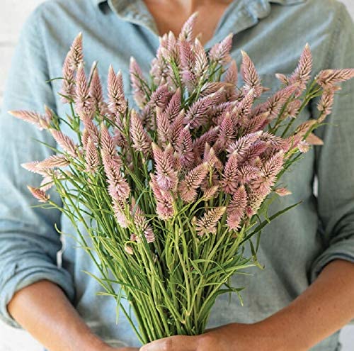 CompostMatters's tweet photo. Add bold, long-lasting color with Celosia Flamingo Feather—non-GMO heirloom seeds for reliable germination and sculptural texture in borders, containers, or bouquets. 1000 seeds for $2.96. #Gardening #Flowers Tap the link in bio. https://t.co/xCA6LaT717