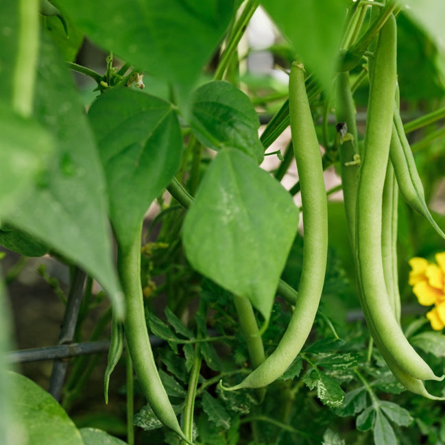 CompostMatters's tweet photo. Bean Bush 'Contender' 100 Non-GMO heirloom seeds deliver early, dependable harvests with thick, tasty pods—great for fresh eating, freezing, or canning. Consistent performers across summer for steady yields. #Beans #Gardening Tap the link in bio. https://t.co/O7XeqZ6iKL
