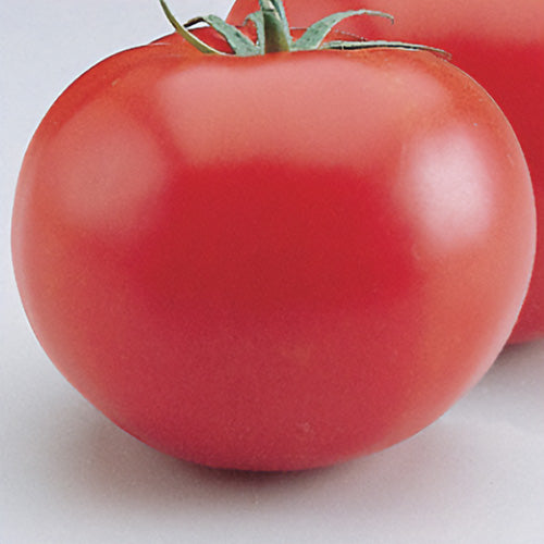 CompostMatters's tweet photo. Keep summer salads simple with Heatmaster slicing tomatoes—meaty, crack-resistant fruits that stand up to heat. Determinate, Non‑GMO hybrid seeds for consistent harvests. Add a packet to your seed plan. #Tomatoes #GardenSeeds Tap the link in bio. https://t.co/w4q4OufzDj