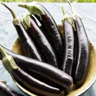 CompostMatters's tweet photo. Small-space gardeners: glossy, slender fruits that ripen early—perfect for containers and quick sautés. Plant a few now for a tidy, productive midseason harvest. #Garden #Vegetables Tap the link in bio. https://t.co/5CPD6LBOiS