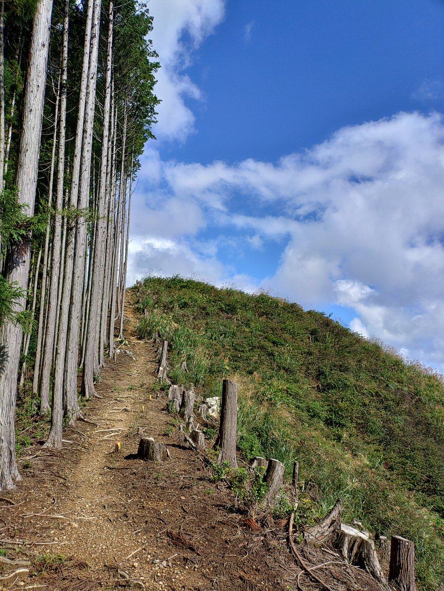 theopen9's tweet photo. 道の無い東尾根で地味な三室山へ上がったら尾根沿いに良き良きな伐採地が！
あと数年はこの景色が楽しめそうです♫
まだ残り2/3ぐらいあるけど、これ以上の嬉しいサプライズは無い予定🤣 https://t.co/9qVAFBXa3i