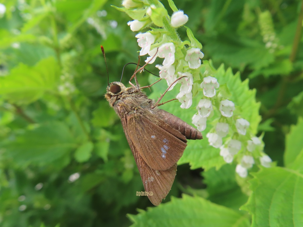 takerinchu's tweet photo. 口吻が なが~~~い
#イチモンジセセリ さん
#昆虫 #昆虫観察 #insect #昆虫採集
シソの花の蜜は どんな味がするのかな🤔 https://t.co/a6Z1kbGDuY